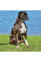 Weatherbeeta Rope Leather Dog Collar - Bugundy / Brown
